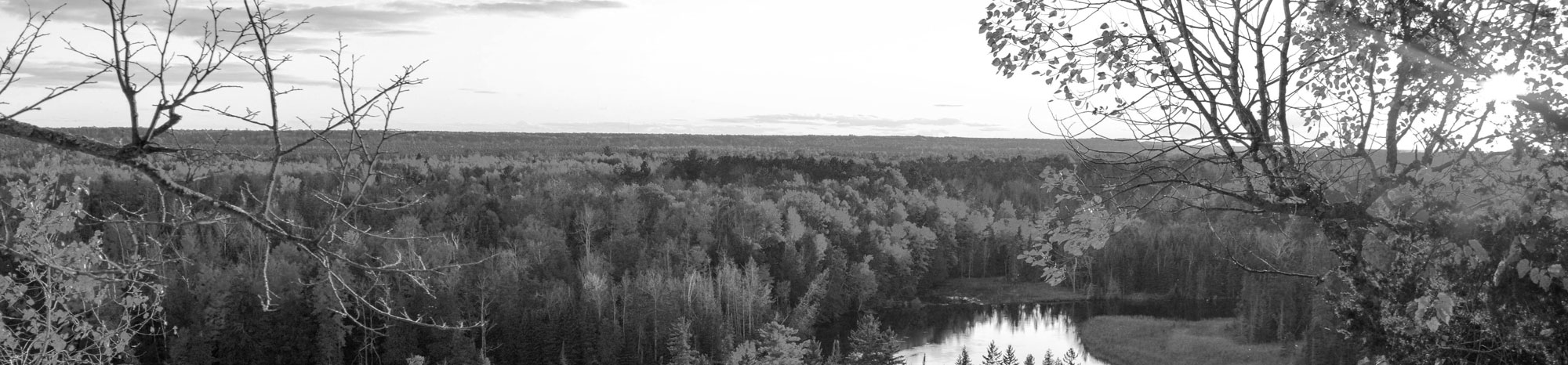 forest